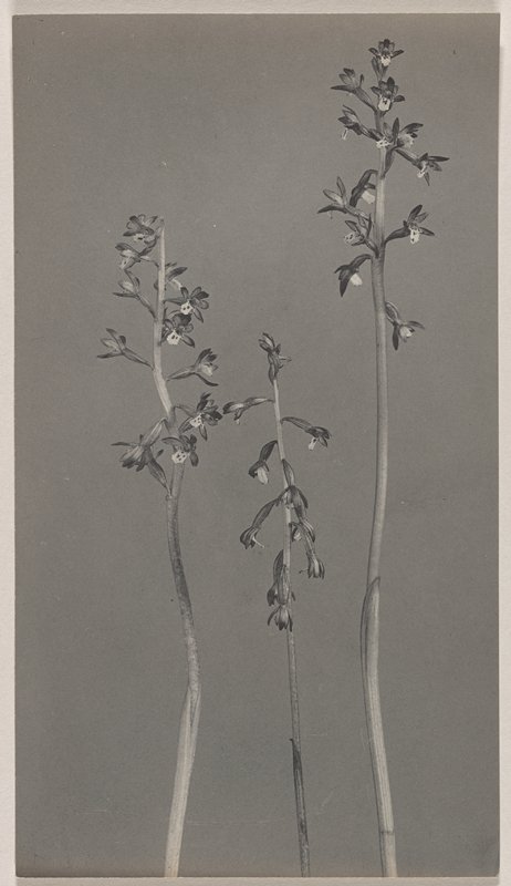 Corallorrhiza maculata- Spotted Coral Root, #8 from Orchids of the North Eastern United States, Edwin Hale Lincoln, 1931