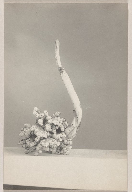 Corallorrhiza maculata- Spotted Coral Root, #8b from Orchids of the North Eastern United States, Edwin Hale Lincoln, 1931