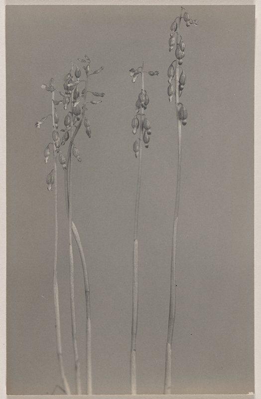 Corallorrhiza odontorhiza- Small-flowered Coral Root, #9 from Orchids of the North Eastern United States, Edwin Hale Lincoln, 1931