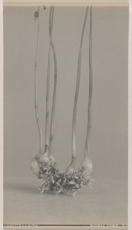 Corallorrhiza odontorhiza- Small-flowered Coral Root, #9b from Orchids of the North Eastern United States, Edwin Hale Lincoln, 1931