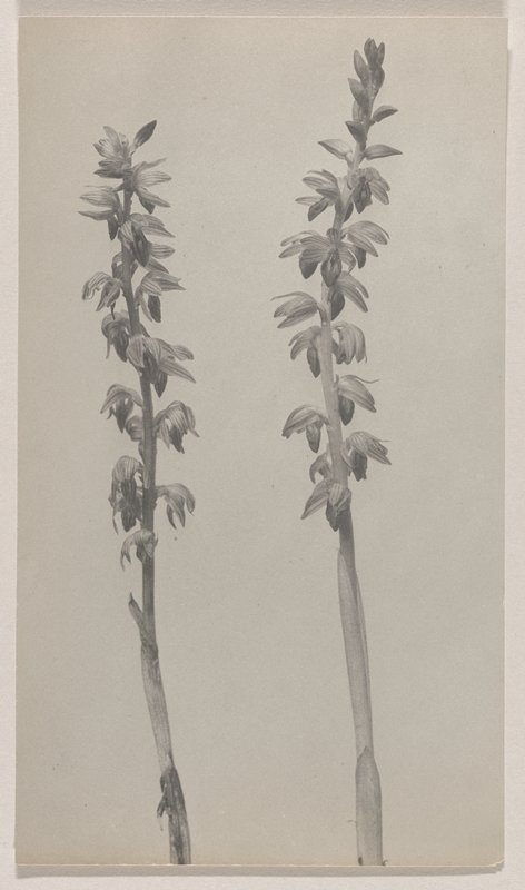 Corallorrhiza striata- Striped Coral Root, #10 from Orchids of the North Eastern United States, Edwin Hale Lincoln, 1931
