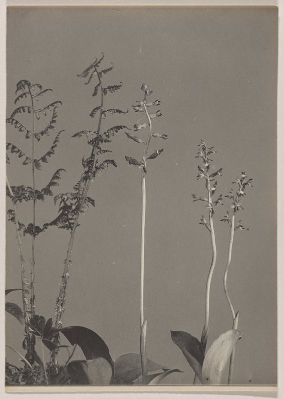 Corallorrhiza trifida- Early Coral Root, #11 from Orchids of the North Eastern United States, Edwin Hale Lincoln, 1931
