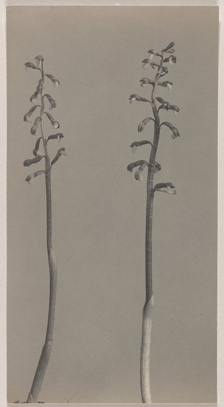 Corallorrhiza wisteriana- Wister's Coral Root, #12 from Orchids of the North Eastern United States, Edwin Hale Lincoln, 1931