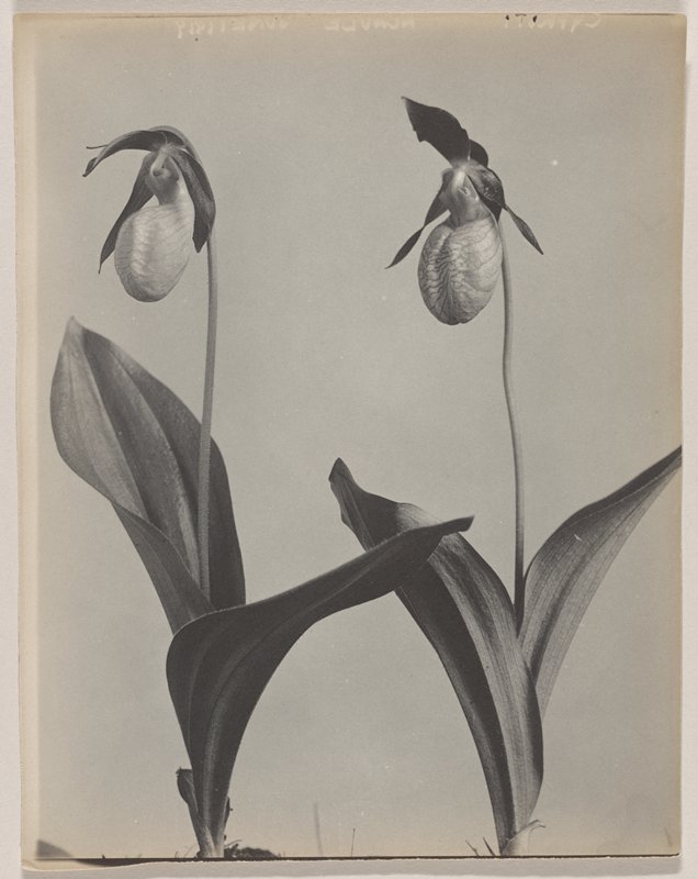 Cypripedium acaule- Moccasin Flower, Lady's Slipper, #13 from Orchids of the North Eastern United States, Edwin Hale Lincoln, 1931