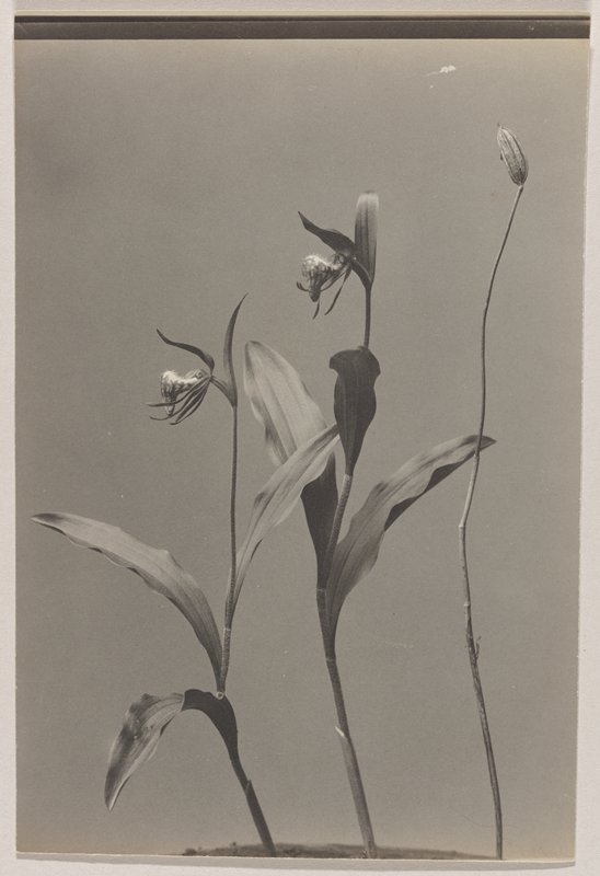 Cypripedium arietinum- Ram's Head, Lady's Slipper, #14 from Orchids of the North Eastern United States, Edwin Hale Lincoln, 1931