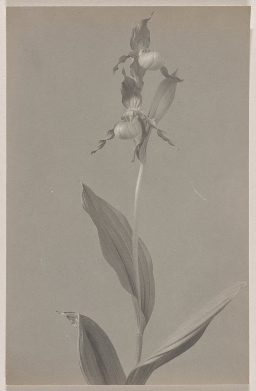 Cypripedium parviflorum- Small Yellow Lady's Slipper, #16 from Orchids of the North Eastern United States, Edwin Hale Lincoln, 1931
