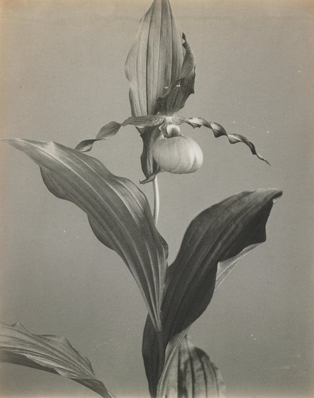 Cypripedium parviflorum var. pubescens- Larger Yellow Lady's Slipper, #17 from Orchids of the North Eastern United States, Edwin Hale Lincoln, 1931