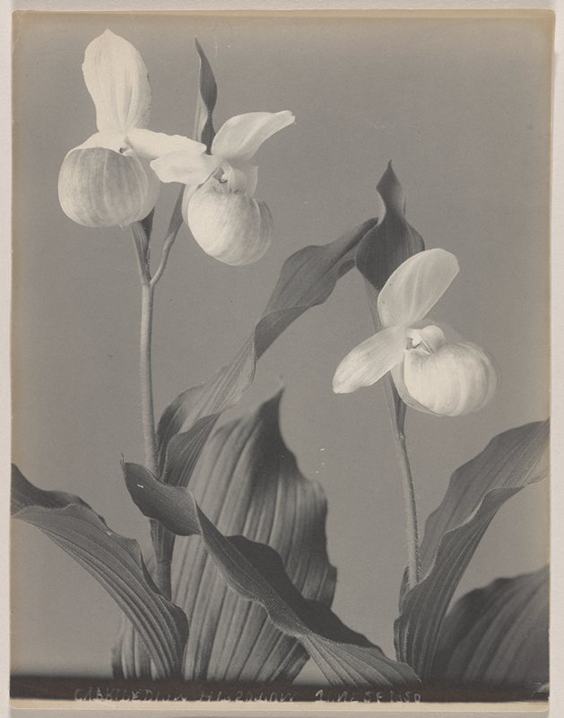 Cypripedium reginae- The Queen of the Moccasin Flowers, #18 from Orchids of the North Eastern United States, Edwin Hale Lincoln, 1931