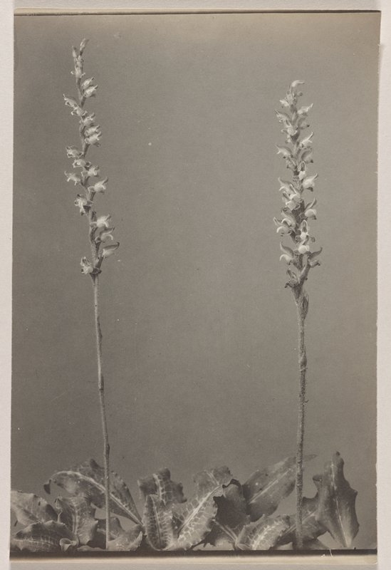 Goodyera decipiens- Menzie's Rattlesnake Plantain, #19 from Orchids of the North Eastern United States, Edwin Hale Lincoln, 1931