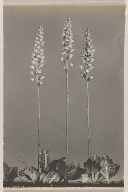 Goodyera pubescens- Downy Rattlesnake Plantain, #20 from Orchids of the North Eastern United States, Edwin Hale Lincoln, 1931