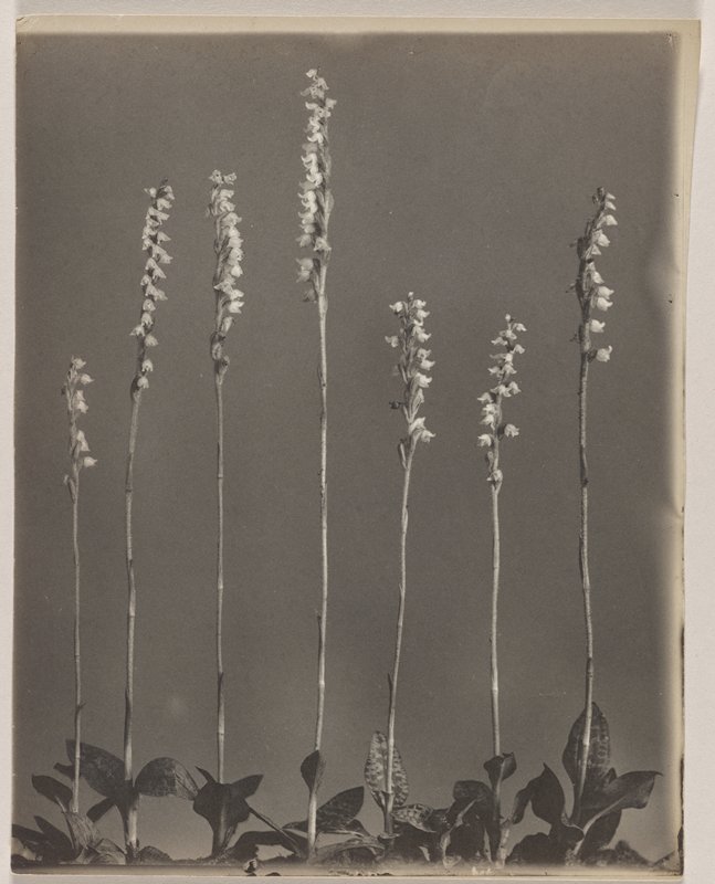 Goodyera repens, var. ophioides- Lesser Rattlesnake Plantain, #21 from Orchids of the North Eastern United States, Edwin Hale Lincoln, 1931