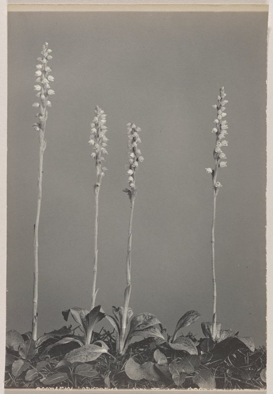 Goodyera tesselata- Checkered Rattlesnake Plantain, #22 from Orchids of the North Eastern United States, Edwin Hale Lincoln, 1931
