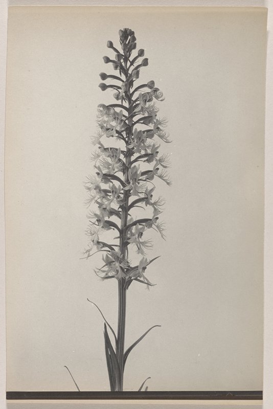 Habenaria Andrewsii- Andrew's Rose Purple Orchid, #24 from Orchids of the North Eastern United States, Edwin Hale Lincoln, 1931