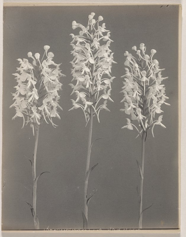 Habenaria blephariglottis- White Fringed Orchid, #25 from Orchids of the North Eastern United States, Edwin Hale Lincoln, 1931