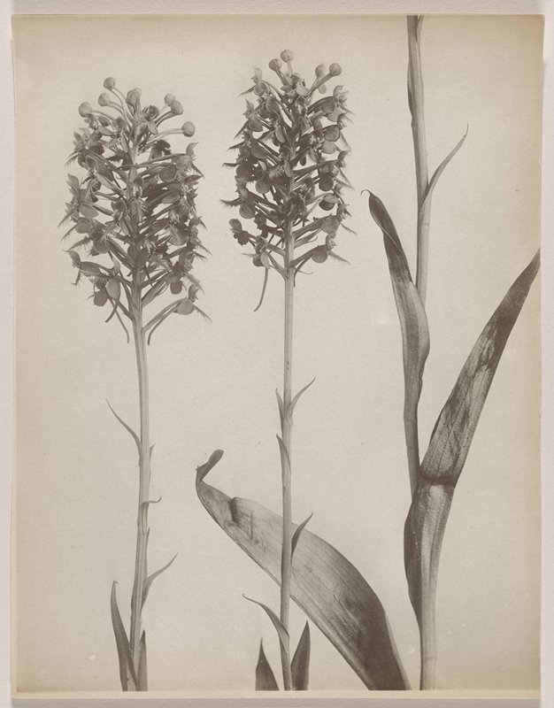 Habenaria blephariglottis- White Fringed Orchid and Habenaria ciliaris- Orange Fringed Orchid, #26 from Orchids of the North Eastern United States, Edwin Hale Lincoln, 1931