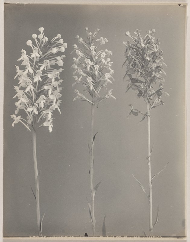 Habenaria blephariglottis- White Fringed Orchid and Habenaria ciliaris- Orange Fringed Orchid, #27 from Orchids of the North Eastern United States, Edwin Hale Lincoln, 1931