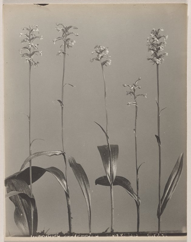 Habenaria clavellata- Club Spur Orchid, #28 from Orchids of the North Eastern United States, Edwin Hale Lincoln, 1931