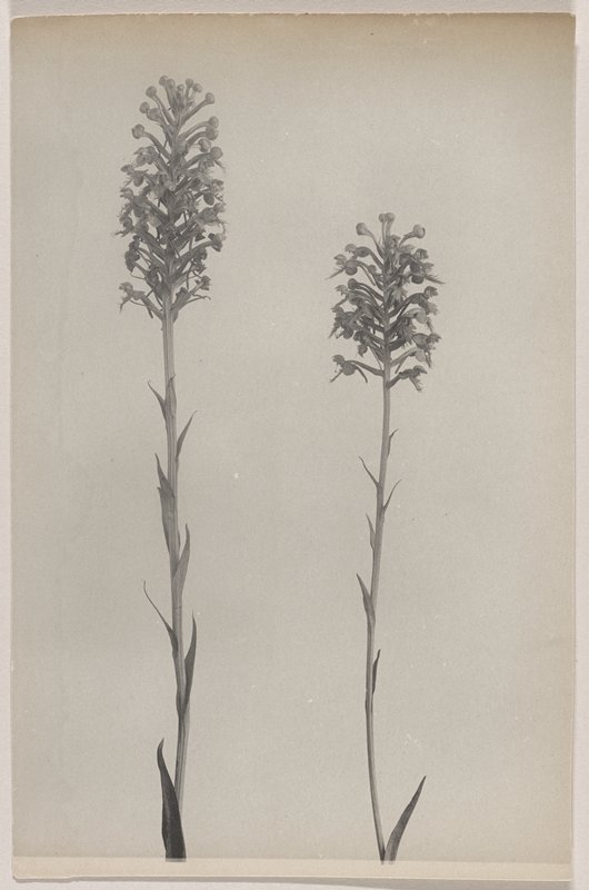 Habenaria cristata- Crested Fringed Orchid, #29 from Orchids of the North Eastern United States, Edwin Hale Lincoln, 1931