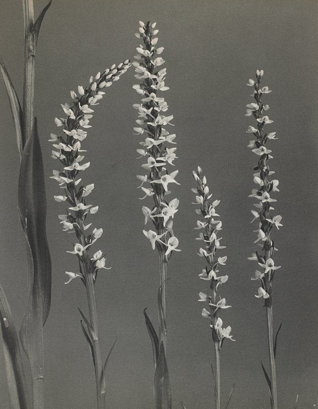 Habenaria dilatata- Tall White Bog Orchid, #30 from Orchids of the North Eastern United States, Edwin Hale Lincoln, 1931