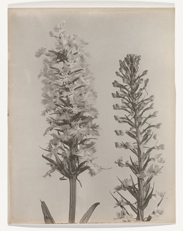 Habenaria timbriata- Large Purple Fringed Orchid, #32 from Orchids of the North Eastern United States, Edwin Hale Lincoln, 1931