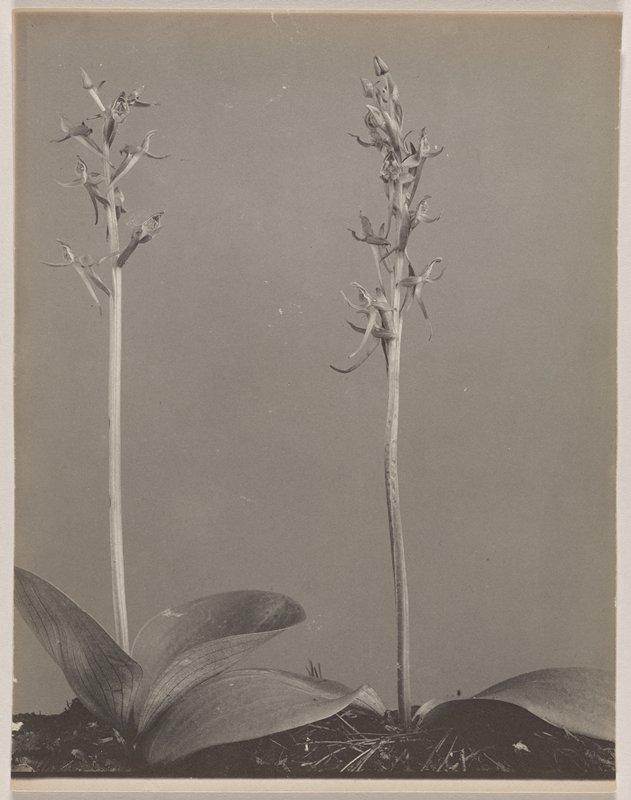 Habenaria Hookeri- Hooker's Orchid, #34 from Orchids of the North Eastern United States, Edwin Hale Lincoln, 1931