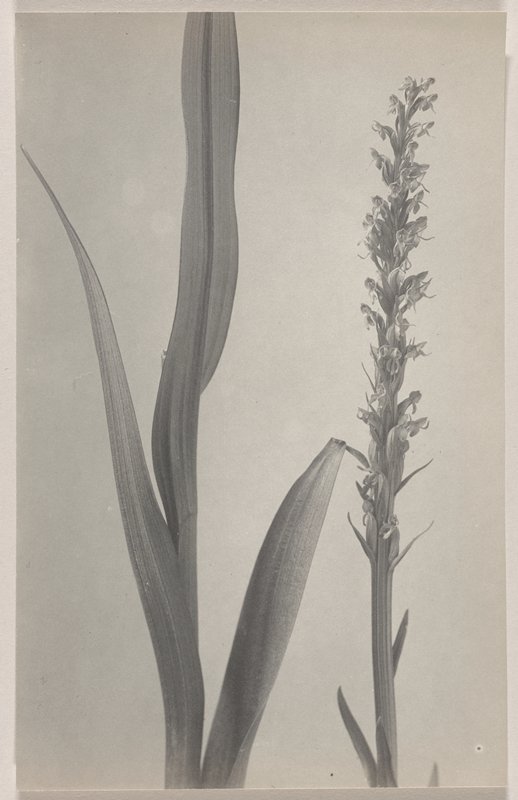 Habenaria hyperborea- Tall Northern Green Orchid, #35 from Orchids of the North Eastern United States, Edwin Hale Lincoln, 1931