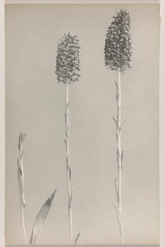 Habenaria integra- Small Southern Yellow Orchid, #36 from Orchids of the North Eastern United States, Edwin Hale Lincoln, 1931