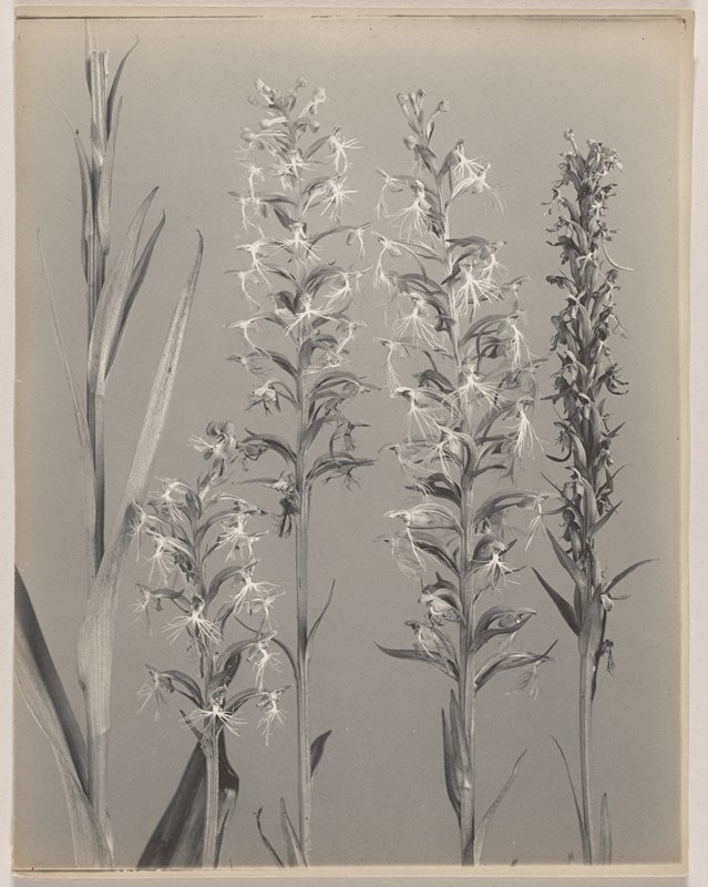 Habenaria lacera- Ragged Fringed Orchid, #37 from Orchids of the North Eastern United States, Edwin Hale Lincoln, 1931