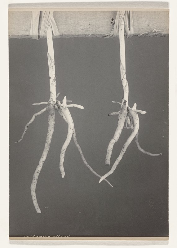Habenaria lacera- Roots of Ragged Fringed Orchid, #37b from Orchids of the North Eastern United States, Edwin Hale Lincoln, 1931