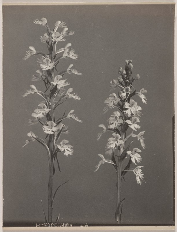 Habenaria leucophaea- Prairie White Fringed Orchid, #38 from Orchids of the North Eastern United States, Edwin Hale Lincoln, 1931