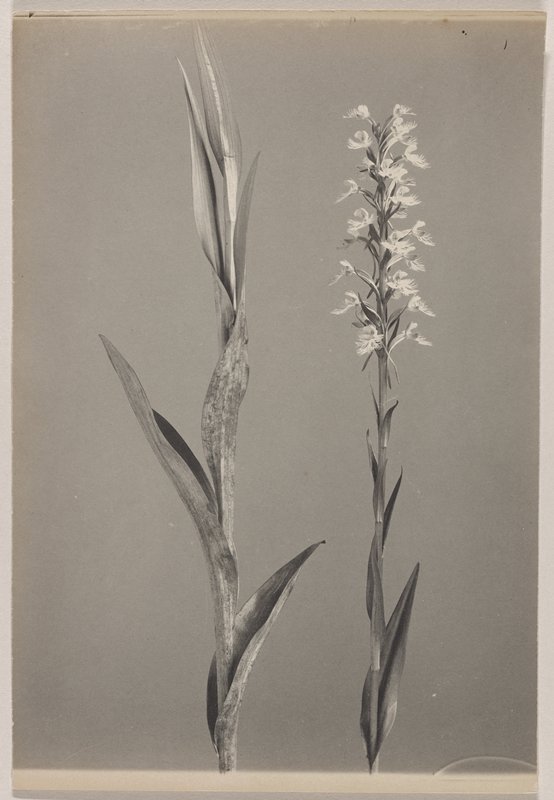 Habenaria leucophaea- Prairie White Fringed Orchid, #39b from Orchids of the North Eastern United States, Edwin Hale Lincoln, 1931