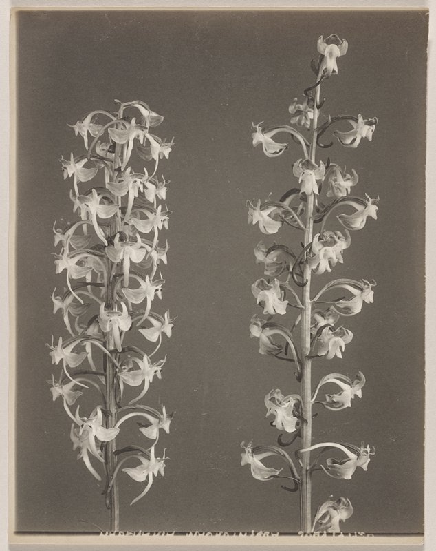 Habenaria macrophylla- Large Round-leaved Orchid, #40 from Orchids of the North Eastern United States, Edwin Hale Lincoln, 1931