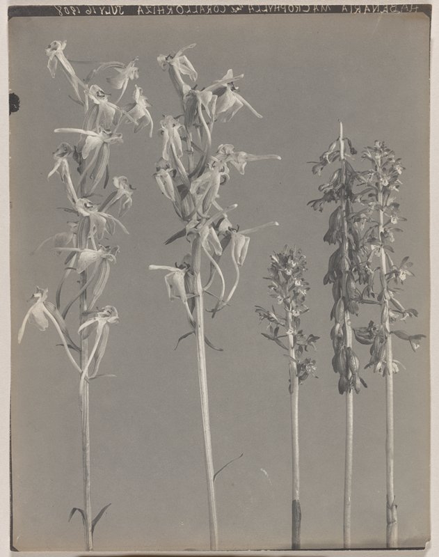 Habenaria macrophylla- Large Round-leaved Orchid, #41 from Orchids of the North Eastern United States, Edwin Hale Lincoln, 1931