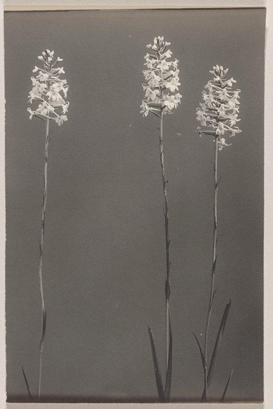 Habenaria nivea- Snowy Orchid, #42 from Orchids of the North Eastern United States, Edwin Hale Lincoln, 1931