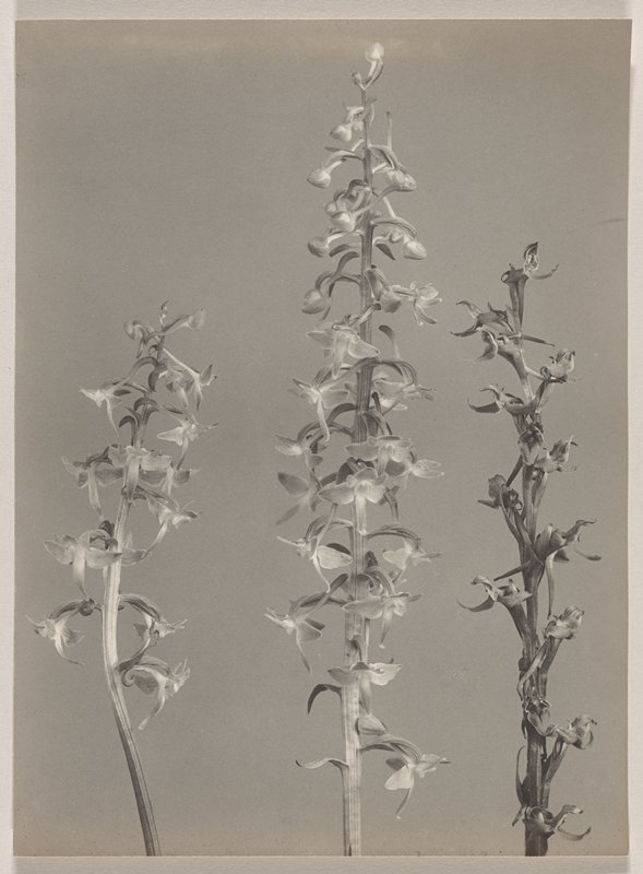 Habenaria orbiculata- Round-leaved Orchid, #45 from Orchids of the North Eastern United States, Edwin Hale Lincoln, 1931