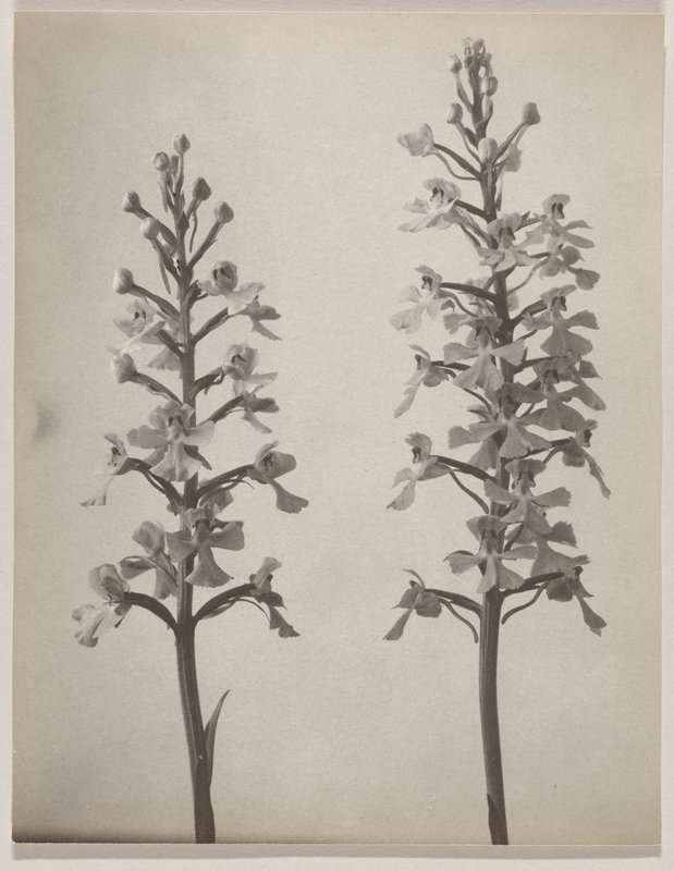 Habenaria peramoena- Fringeless Purple Orchid, #47 from Orchids of the North Eastern United States, Edwin Hale Lincoln, 1931