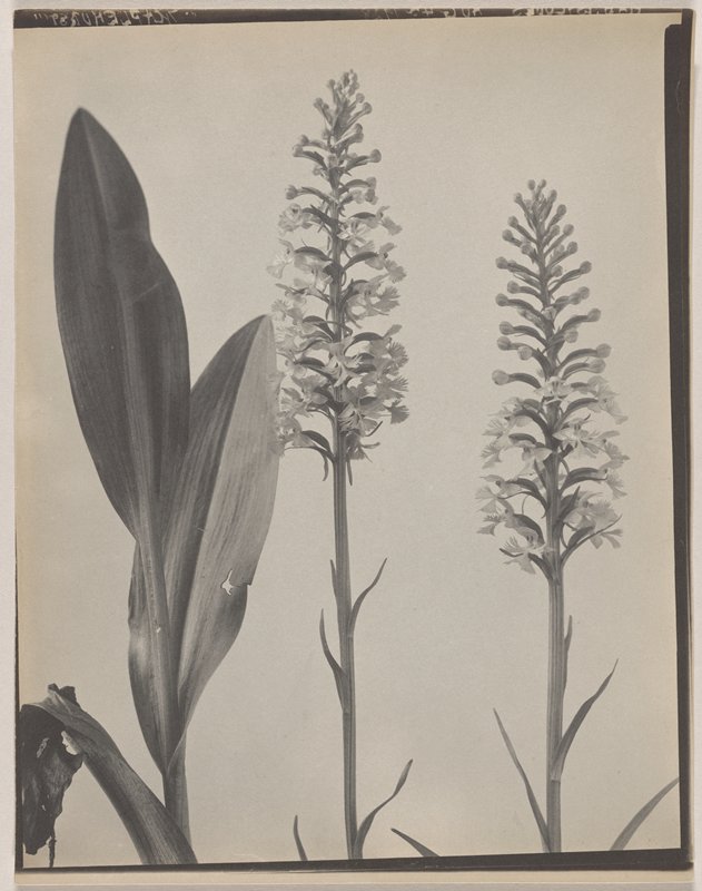 Habenaria psycodes- Small Purple Fringed Orchid, #48 from Orchids of the North Eastern United States, Edwin Hale Lincoln, 1931
