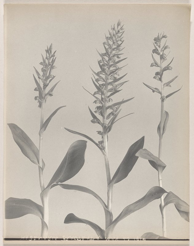 Habenaria viridis, var. bracteata- Long-bracted Orchid, #49 from Orchids of the North Eastern United States, Edwin Hale Lincoln, 1931