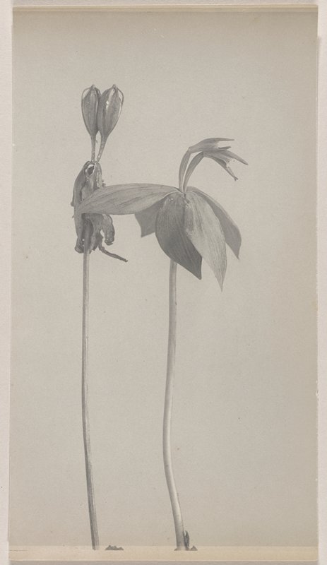 Isotria affinis- Small Whorled Pogonia, #50 from Orchids of the North Eastern United States, Edwin Hale Lincoln, 1931