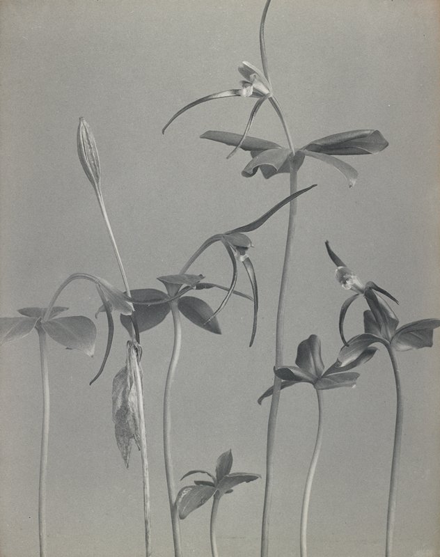 Isotria verticillata- Whorled Pogonia, #51 from Orchids of the North Eastern United States, Edwin Hale Lincoln, 1931
