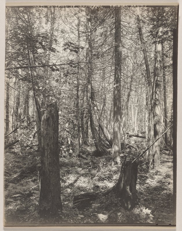 Cedar Swamp- Vermont, Swamp in Peacham, #52 from Orchids of the North Eastern United States, Edwin Hale Lincoln, 1931