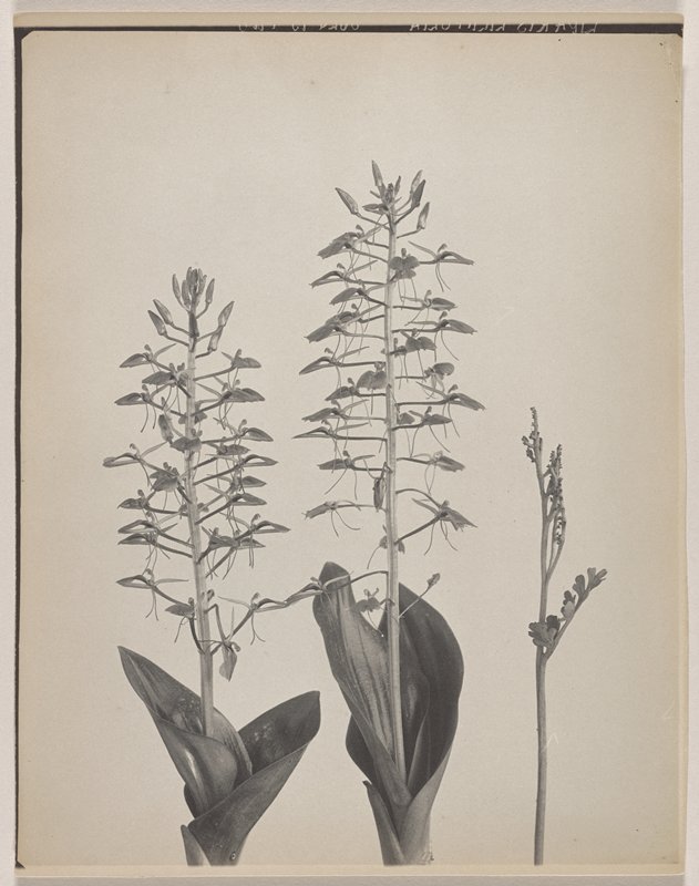 Liparis lilifolia- Large Twayblade, Lilly-leaved Liparis, #53 from Orchids of the North Eastern United States, Edwin Hale Lincoln, 1931