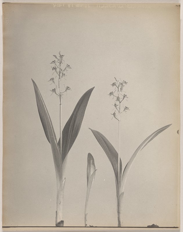 Liparis Loeselii- Loesel's Twayblade, #54 from Orchids of the North Eastern United States, Edwin Hale Lincoln, 1931