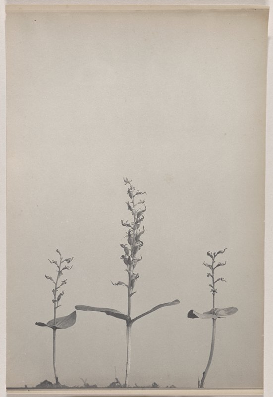 Listera auriculata- Auricled Twayblade, #55 from Orchids of the North Eastern United States, Edwin Hale Lincoln, 1931