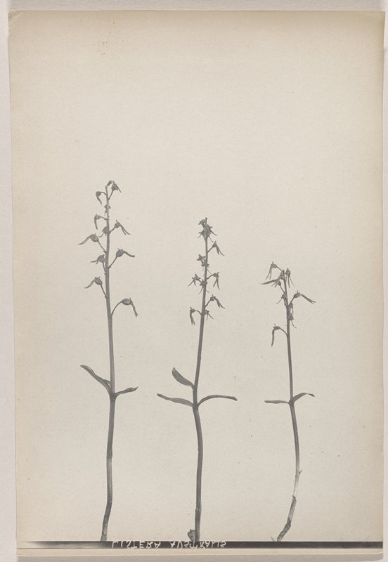 Listera australis- Southern Twayblade, #56 from Orchids of the North Eastern United States, Edwin Hale Lincoln, 1931