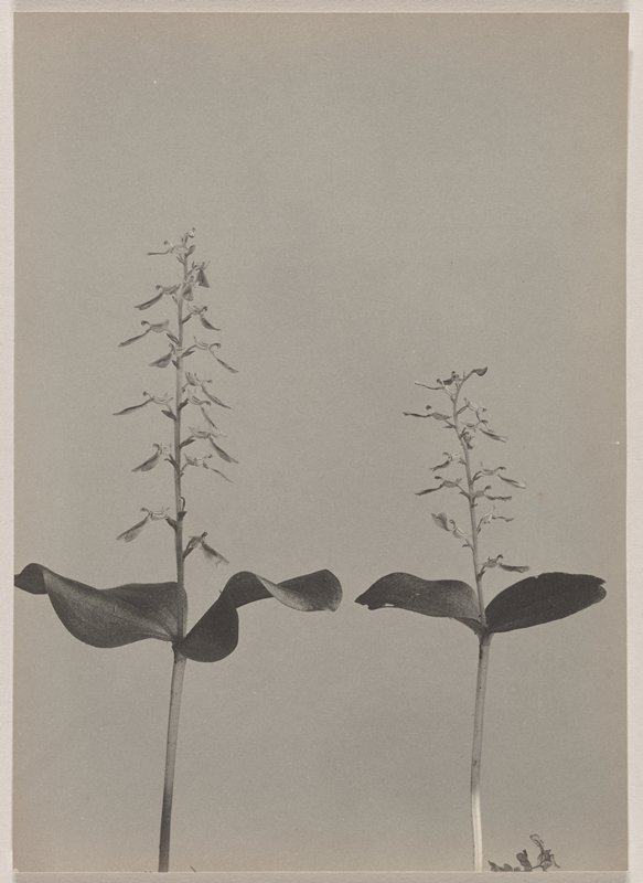Listera convallarioides- Broad-leaved Twayblade, #57 from Orchids of the North Eastern United States, Edwin Hale Lincoln, 1931