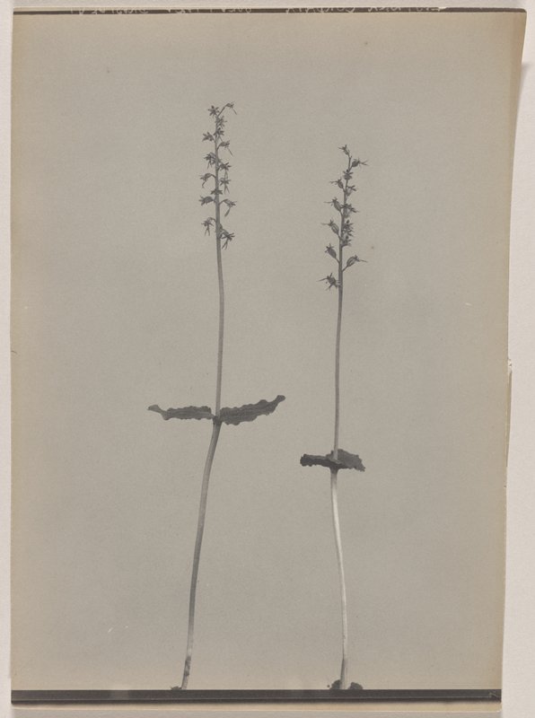 Listera cordata- Heart-leaved Twayblade, #58 from Orchids of the North Eastern United States, Edwin Hale Lincoln, 1931