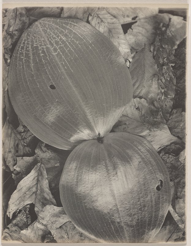 Habenaria orbiculata- Round-leaved Orchid, #46 from Orchids of the North Eastern United States, Edwin Hale Lincoln, 1931