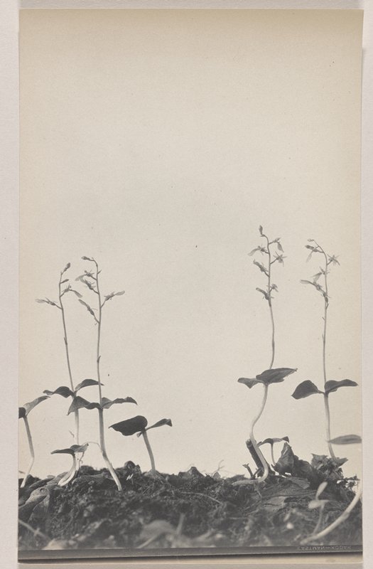 Listera reniformis- Kidney-leaved Twayblade, #59 from Orchids of the North Eastern United States, Edwin Hale Lincoln, 1931