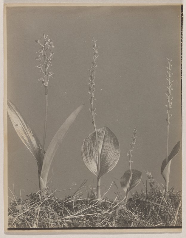 Malaxis monophyllos- White Adder's Mouth, #60 from Orchids of the North Eastern United States, Edwin Hale Lincoln, 1931